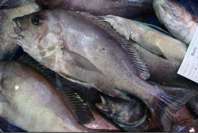 Plectorhinchus mediterraneus_09